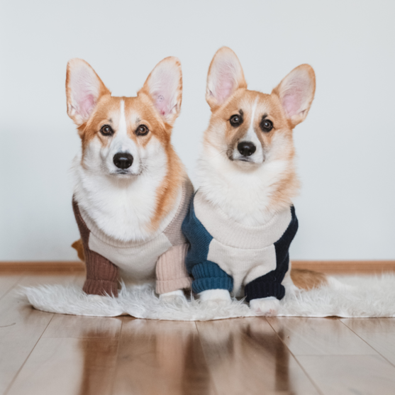 two adult pembroke welsh corgi dogs